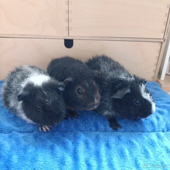Morče US Teddy / morčata 2x samec 1x samička - 6