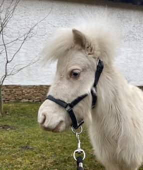Minihorse klisna - 6