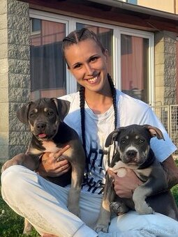 American Bully XL / XXL Blue Tricolor - 6