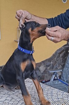 Doberman šteniatka FCI S PP - 6