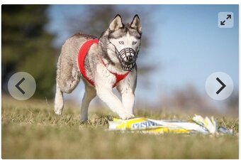 Štěně. Husky s PP 7měsíců 🥲 - 6