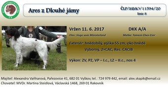 Stěňata Malý müsterlandský ohař - 6