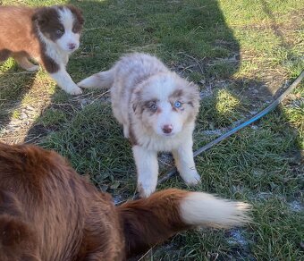 Štěňata border kolie - 6