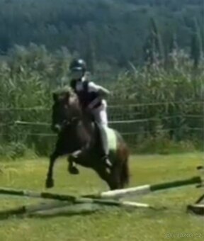 Scháním pronájem koně - 6