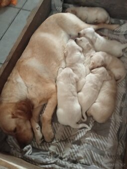 Čistokrevná štěňátka Labradora - 6