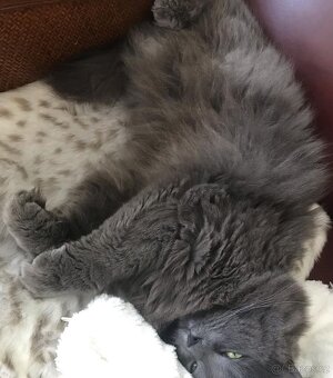 Ragdoll mačiatka - 6