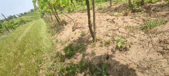 Vinice 1103m2 - 6