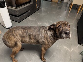 Americky Bandog daruji - 6