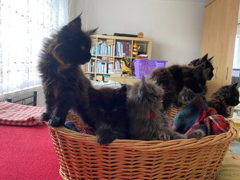 Poslední mainská holčička - blue smoked - JIŽ K ODBĚRU - 6