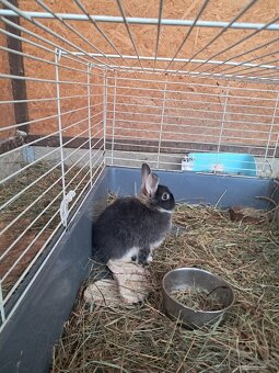 Zakrslí králíčci - mláďátka - 6