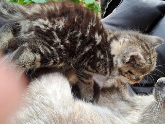 Daruji do dobrých rukou mourovatá koťata - 6