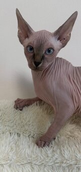 Kanadský sphynx - 6