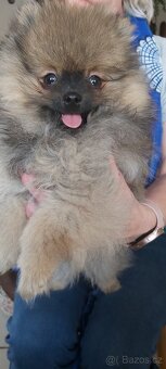 Pomeranian - 6