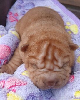Sharpei,šarpej s PP stěně - 6