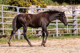 Klisnička P.R.E. - 6