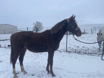 Hřebec po Heartbreak ZH - 6