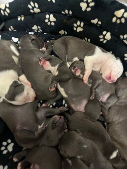 Americký stafordšírský teriér – štěňátka k odběru - 6