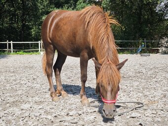 Pony s předpoklady do sportu - 6