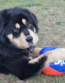 TIBETSKA DOGA ŠTĚŇÁTKA S PP - 6
