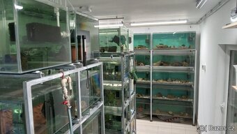 endlerky - živorodka wingeova - 6