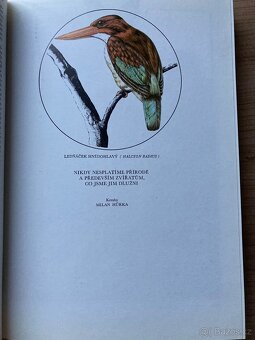 Afrika ráj a peklo zvířat - 6