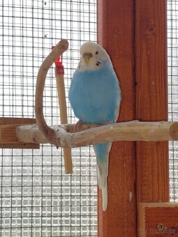 Andulka vlnkovaná - 6