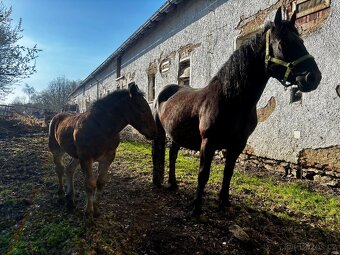 Hříbě plemene norik - 6