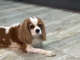 Prodám fenku king charles spanel - 6