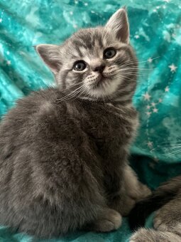 Britské whiskas koťata - 6