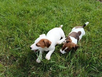 Štěňátka Jack Russell teriér - 6