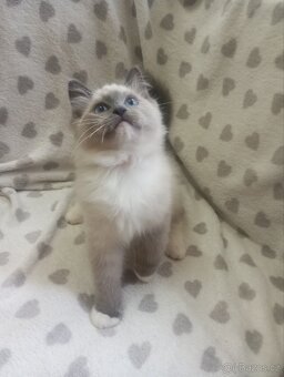🐾 Čistokrevná Ragdoll koťátka s PP – ihned k odběru 🐾 - 6