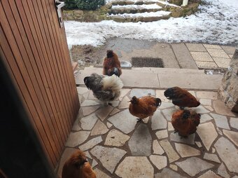 Nasadova vejce hedvábnička - 6