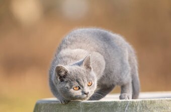 Britská koťata bez PP - 6