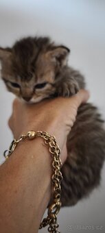 Ragdoll - 6