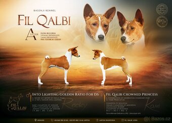 Basenji - 6