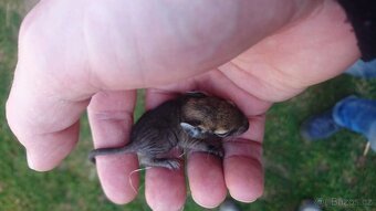 Osmák Degu - letošní mláďata - 6