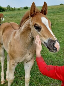 Quarter horse hřebeček - 6
