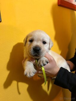 Labradorský retriever s PP - 6