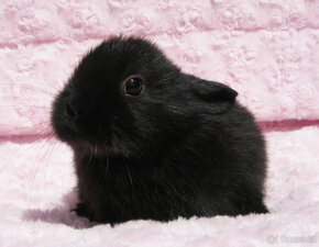 Zakrslý krátkouchý králíček , malinká černá samička . - 6