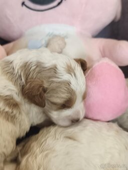 Cavapoo pudl kavalír - 6