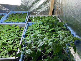 Kompletní growbox 150 pro předpěst - 6