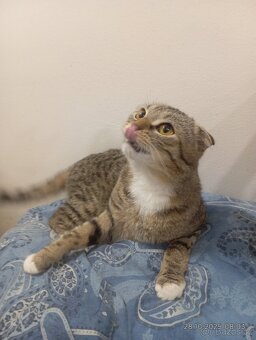 Krásný Kocourek Schottish Fold - 6