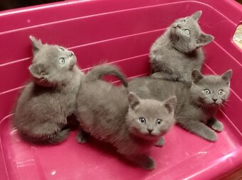 Prodám britské modré koťátka bez PP - 6