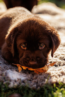 Labrador štěňě s PP - 6
