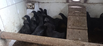 Ayam cemani - mladí kohouti - 6