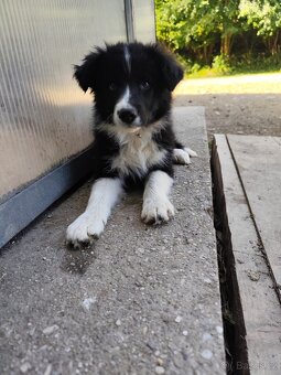 Border kólia - 6