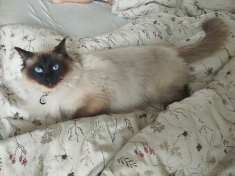 Ragdoll kryti - 6