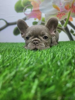 Francouzský buldoček - 6