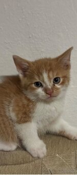 Polo-britská koťátka - 6