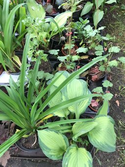 Sazenice trvalek a keřů k výsadbě - 6